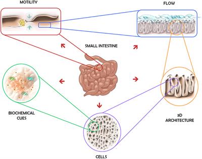 Frontiers Advances And Current Challenges In Intestinal In Vitro